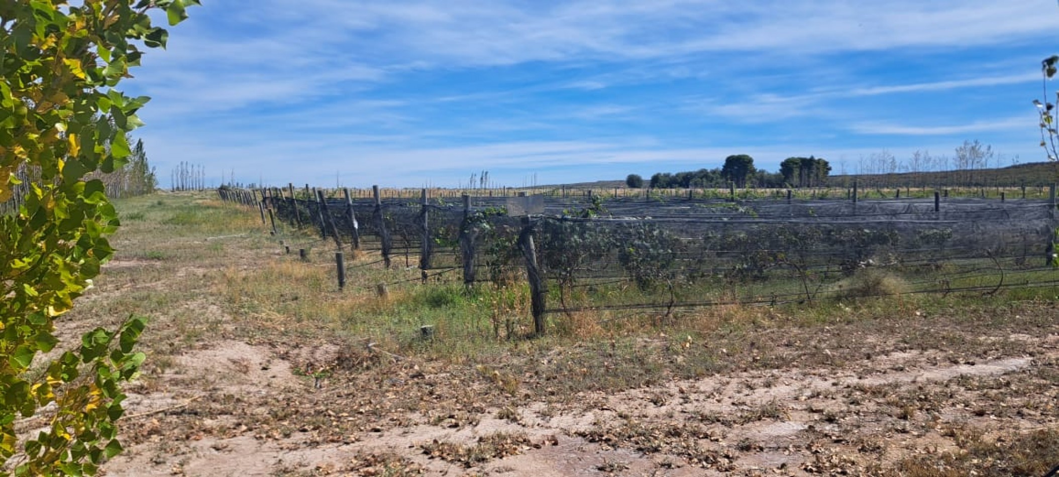 EN VENTA PARCELA EN GOB. DUVAL A ORILLA DEL RIO COLORADO-PARCELA 7-CHACRA 1