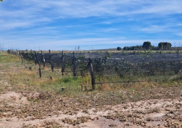 EN VENTA PARCELA EN GOB. DUVAL A ORILLA DEL RIO COLORADO-PARCELA 7-CHACRA 1